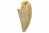 Serrated, Raptor Tooth - Real Dinosaur Tooth #219602-1